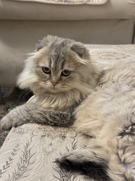 Вязка(кушишга)  scottish fold long hair