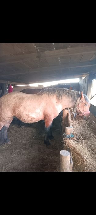 Mânz 2 ani fff cuminte