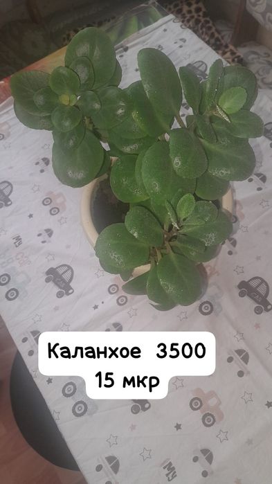 Комнатные цветы недорого