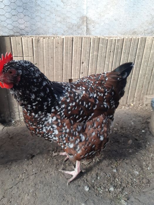 Oua Sussex Portelan pt incubator