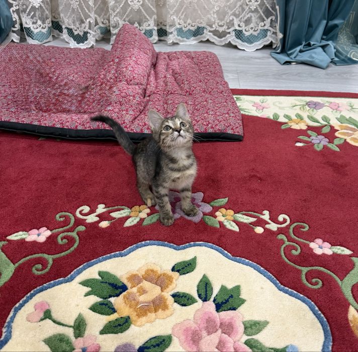 Милые котята в добрые руки