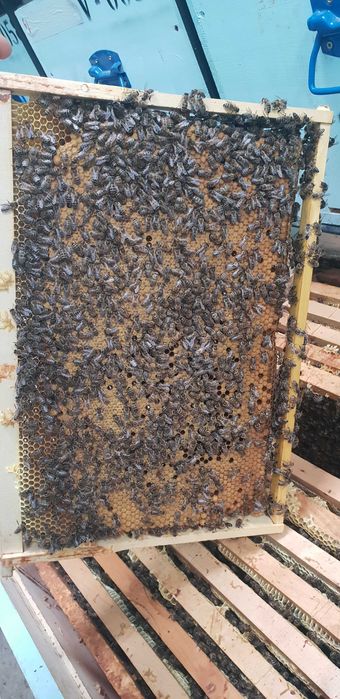 Matci /Regine  Carnica Sklenar Precomenzi pentru anul 2023