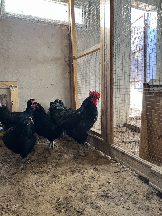 Семейка Джерси Гигант