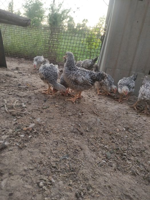 Продам барковских цыплят