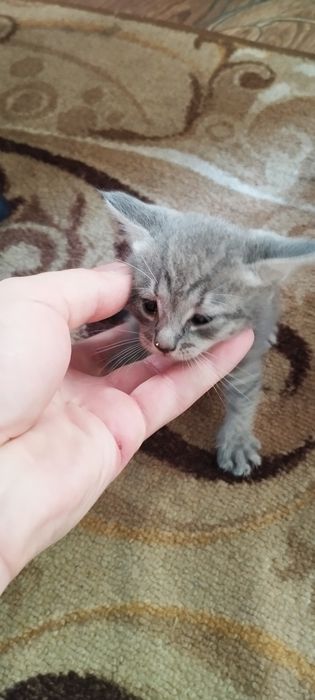 Котята продам шотландская