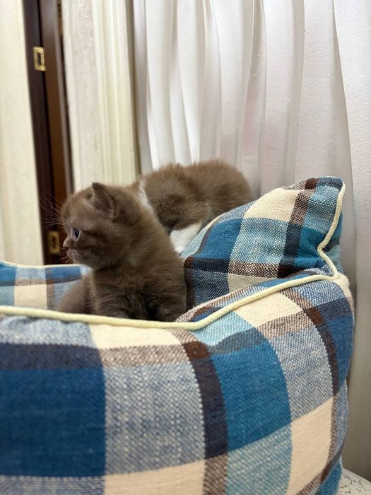 Британские котята