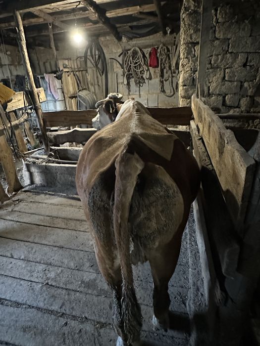 Продам дойную корову