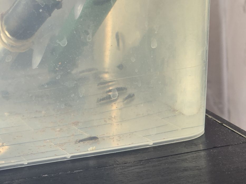 Рыбки аквариумные