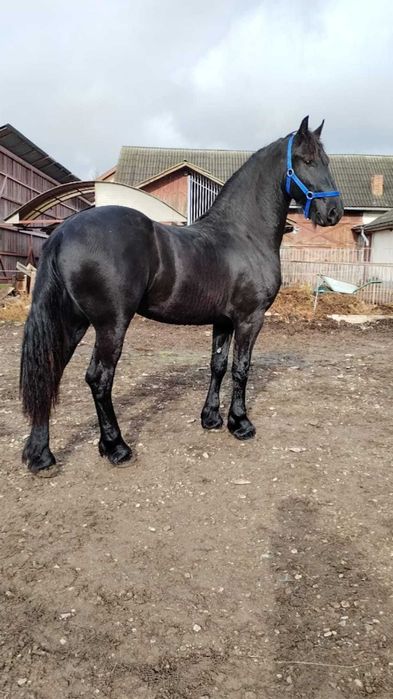 Manz armasar frizian 1 an si 8 luni