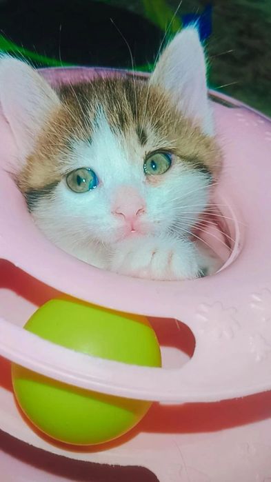 Котятки в поисках семьи
