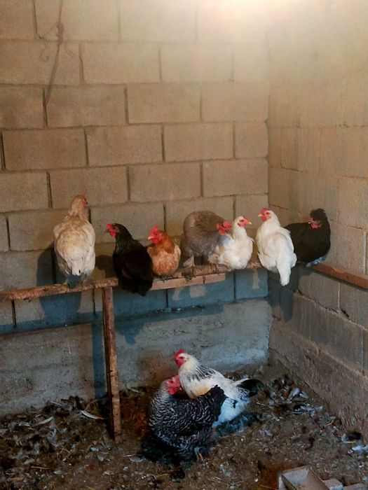 Тауық қораз сатылады