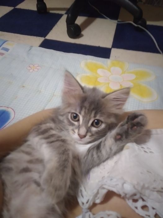Милый котёнок в добрые руки