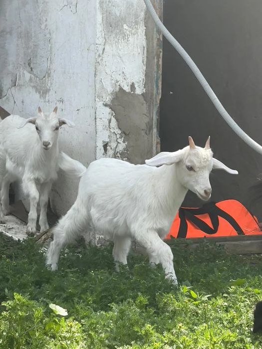 Козлята Зааненские