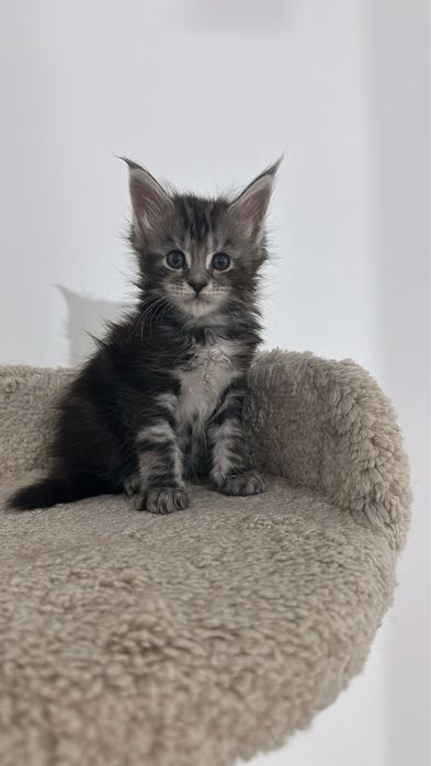 Мейн-Кун бронь продажа питомник