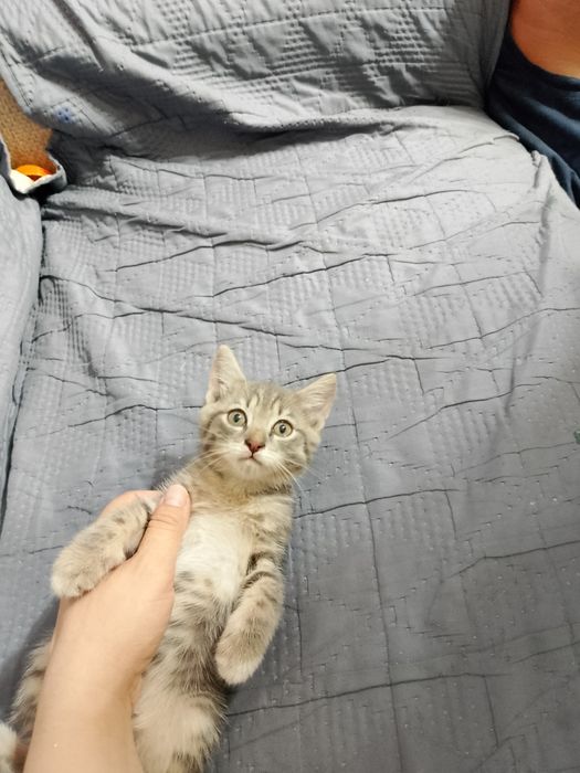 Дарю милых котят
