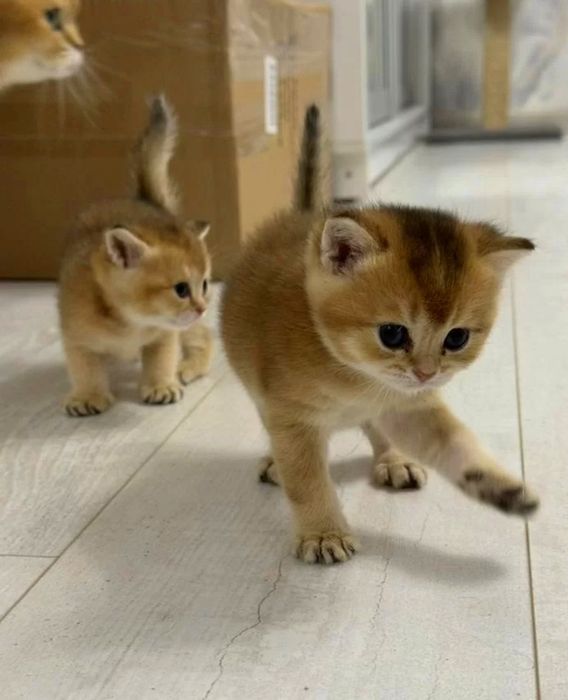 Золотая шиншилла котята шотландцы