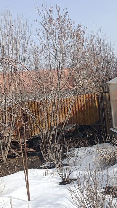 Фундук ореховое дерево