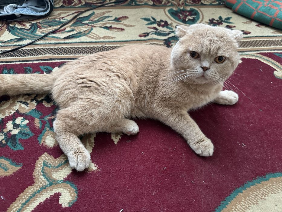 Scottish fold o'g'il bola