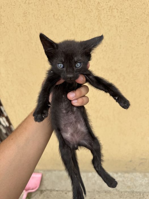 Dau spre adoptie 3 pisoiasi