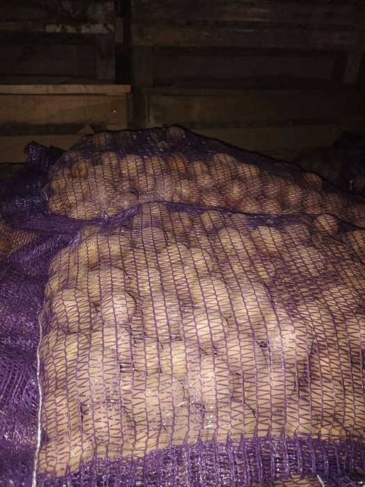 Семена  ультроранний сорт картофеля Ривьера