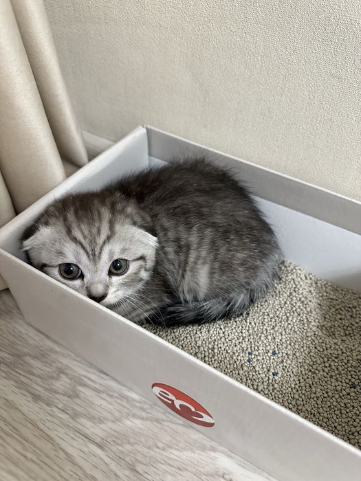 Шотланский котенок девочка