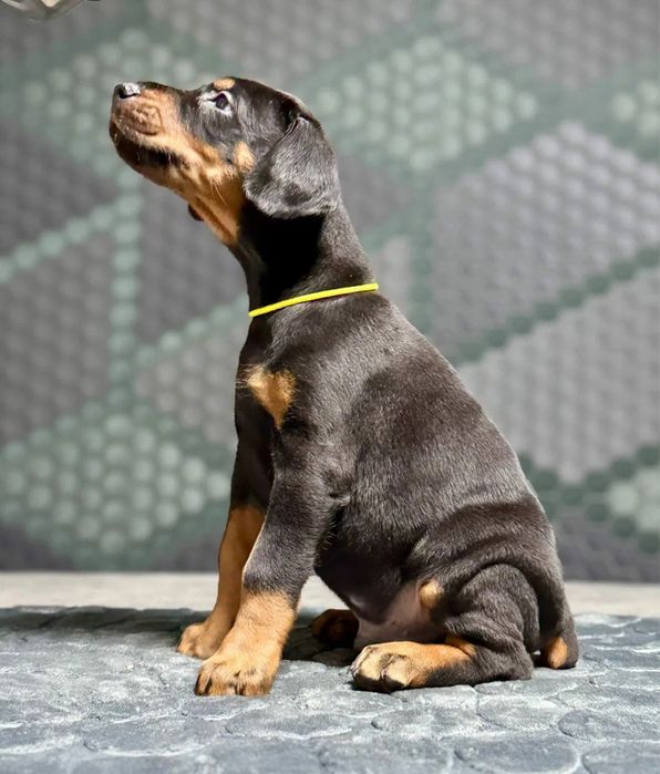 Элитные щенки Добермана