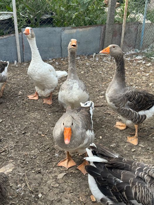 Gâște tinere și frumoase