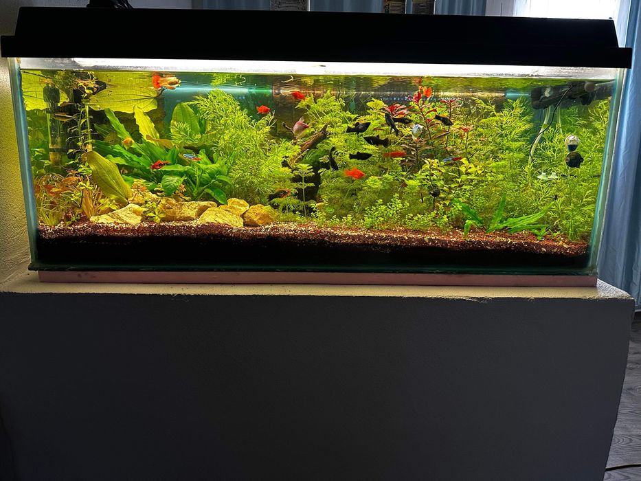 Amenajare, mentenanta acvarii si iazuri