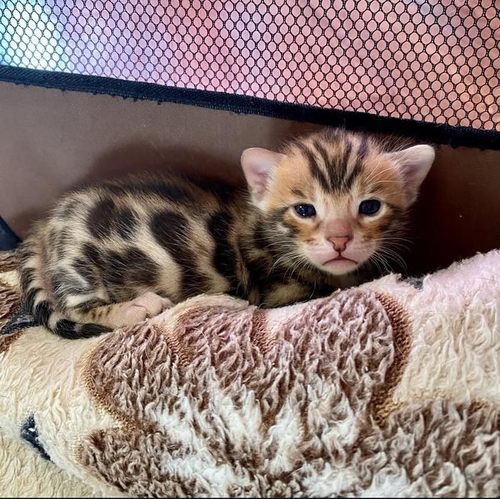 Бенгальские котята