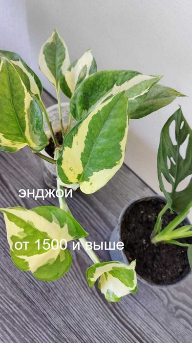 Комнатные цветы . Не капризные. от 1500 т