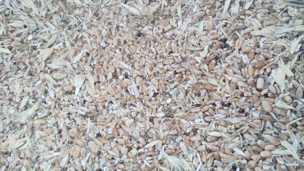 Продам зерно 4300тг 50кг