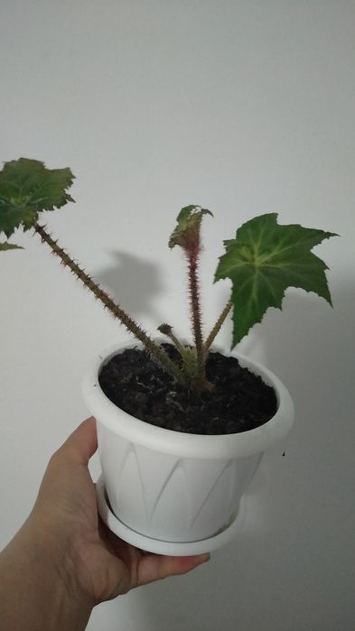 Продам бегонию воротничковую