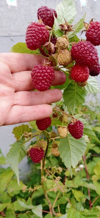 Продам Саженцы местные