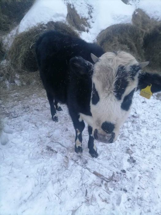 Годавалая телечка