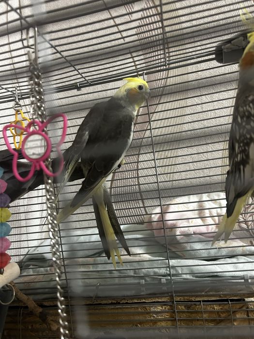 Продам пару попугаев