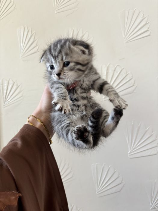 Шотландский котик, мальчик, продаётся