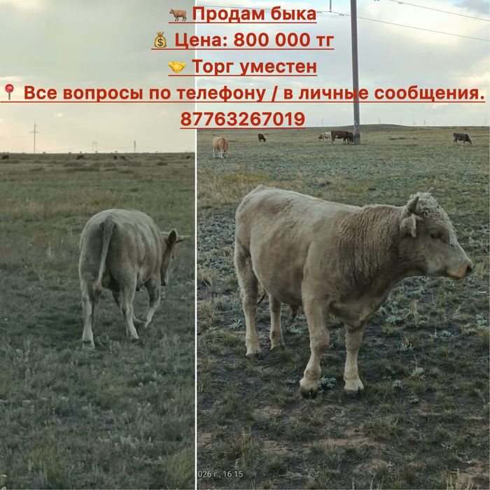 Продам БЫКА, торг уместен