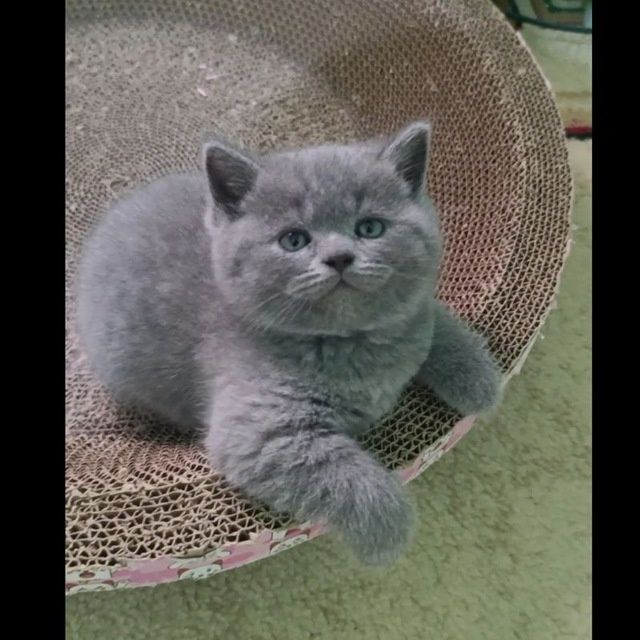 Продаются британские котята.