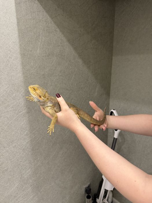 Продам ящерицу бородатая агама