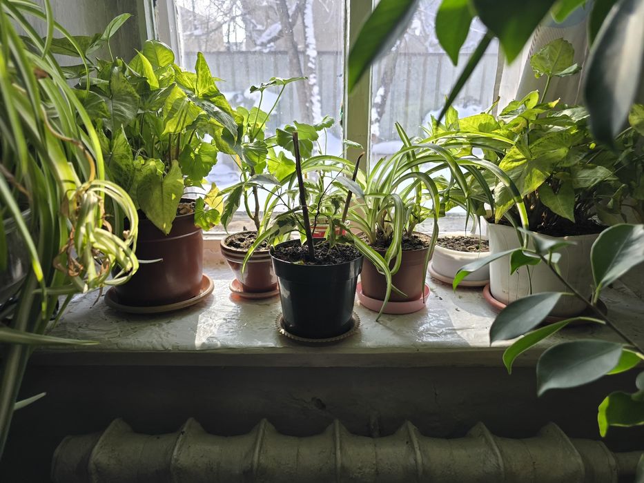 Цветы комнатные, фикус и пр