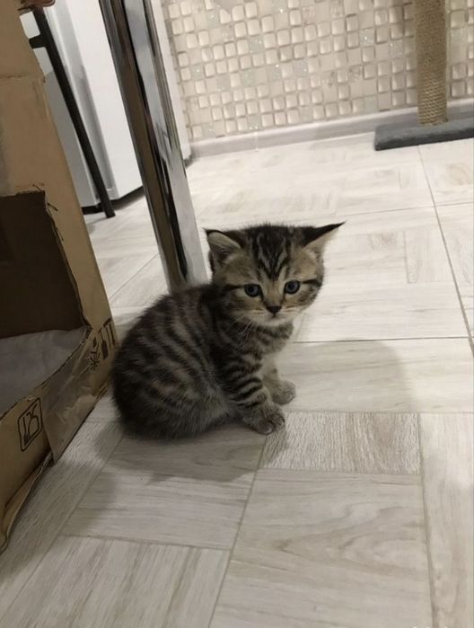 Британские котята