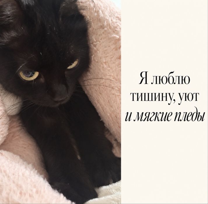 Кто готов принять Её Мурчество?)