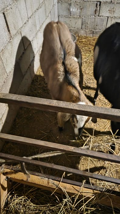 Продается беременная англо-нубийская коза