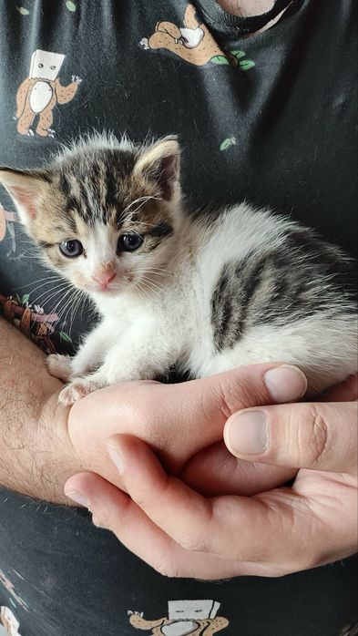 Подаряват се котета на 1 месец