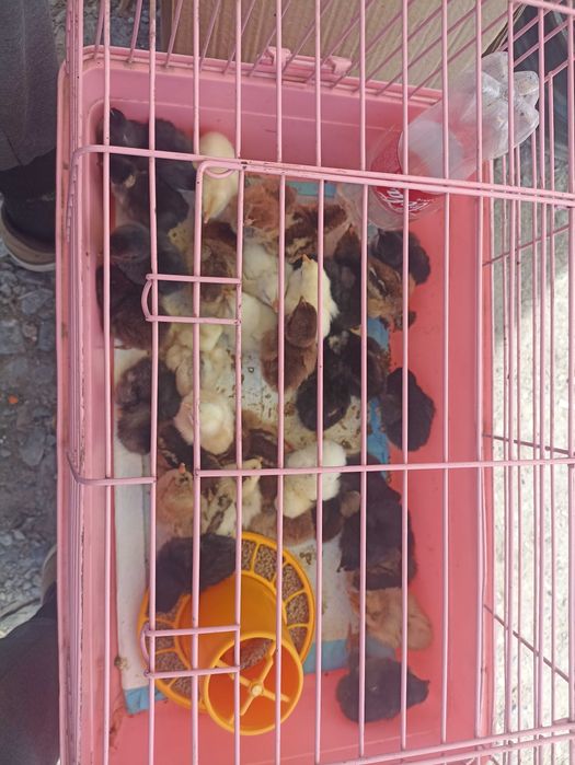 Цыплята сутачные