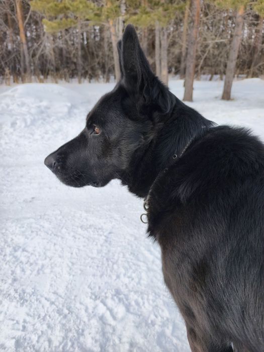 Кабель немецкой овчарки.