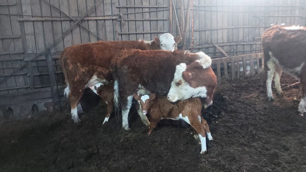 Продам КРС, в количестве 40 голов