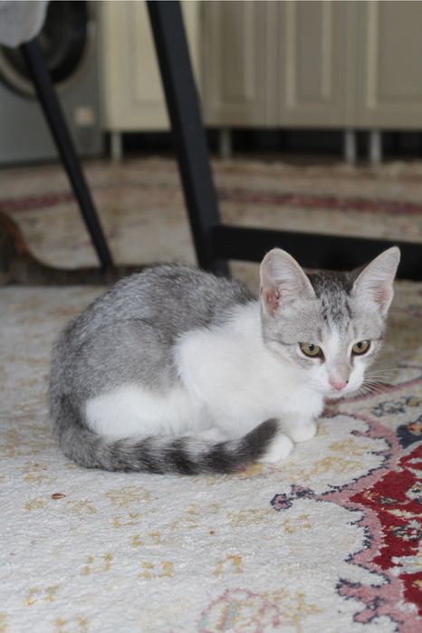 Кошка шотлански 3 месяц