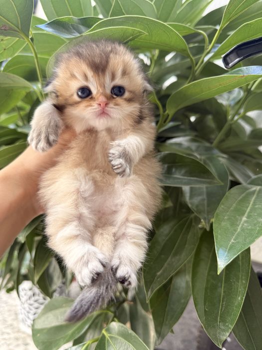 Готовятся на продажу котята