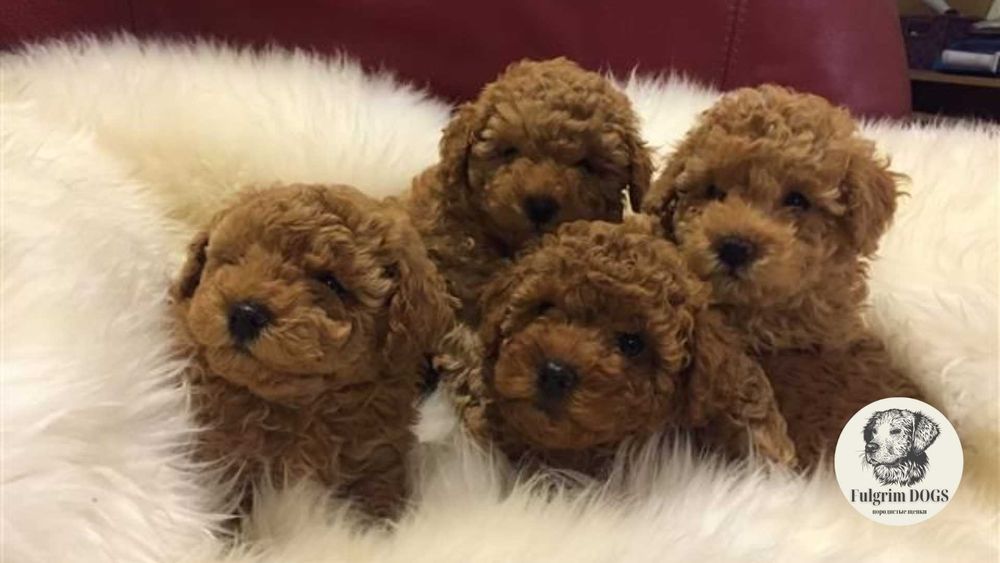 Toy poodle / Той пудели - ожившие игрушки от элитного питомника